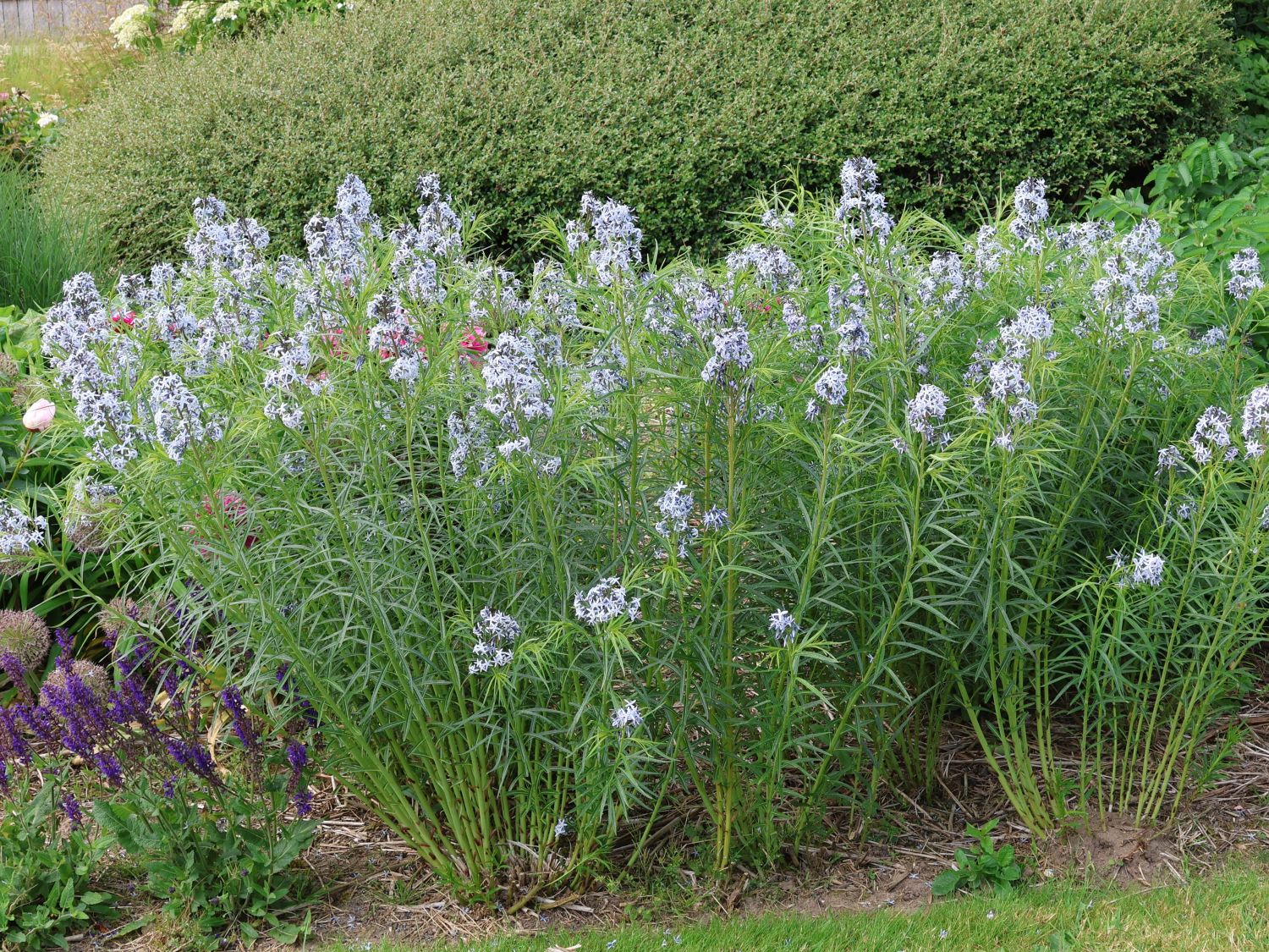 Hubrichts Röhrenstern / Blausternbusch - Amsonia hubrichtii