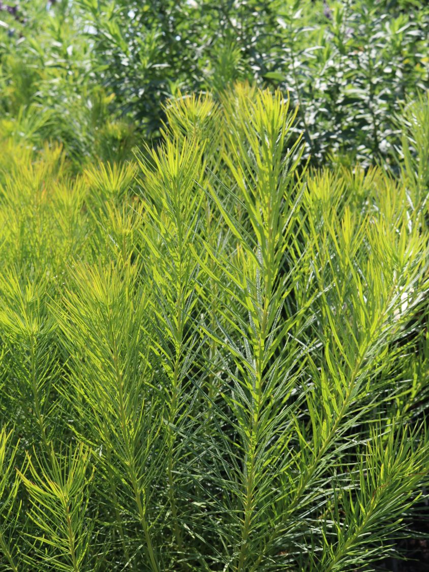Hubrichts Röhrenstern / Blausternbusch - Amsonia hubrichtii