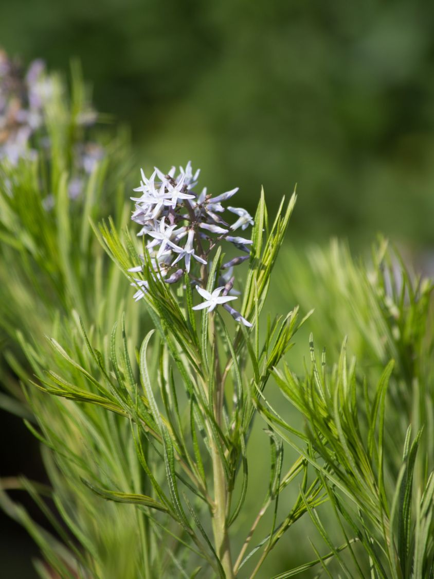 Hubrichts Röhrenstern / Blausternbusch - Amsonia hubrichtii