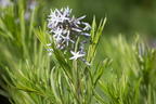 Hubrichts Röhrenstern / Blausternbusch - Amsonia hubrichtii