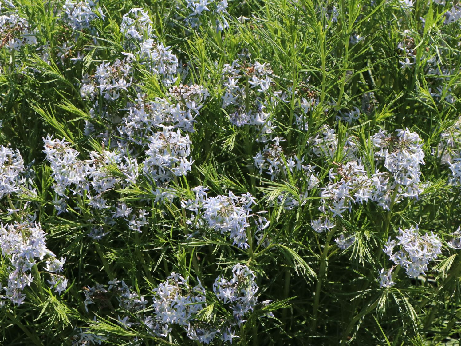 Hubrichts Röhrenstern / Blausternbusch - Amsonia hubrichtii