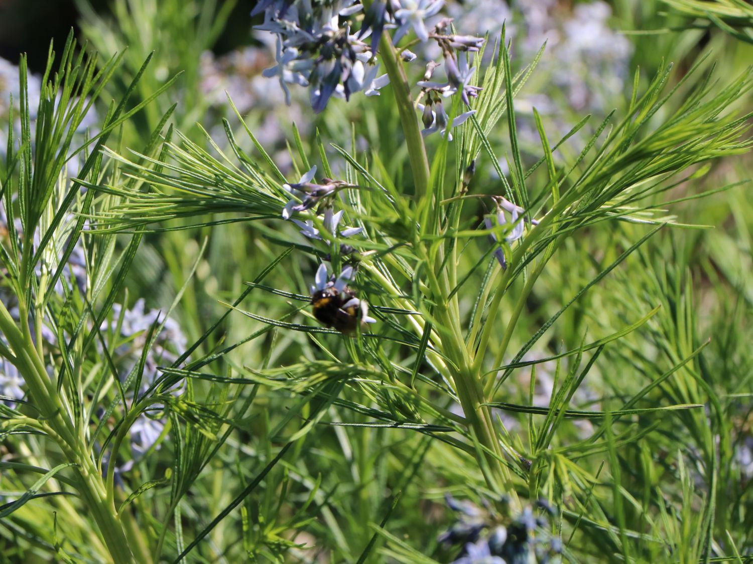 Hubrichts Röhrenstern / Blausternbusch - Amsonia hubrichtii