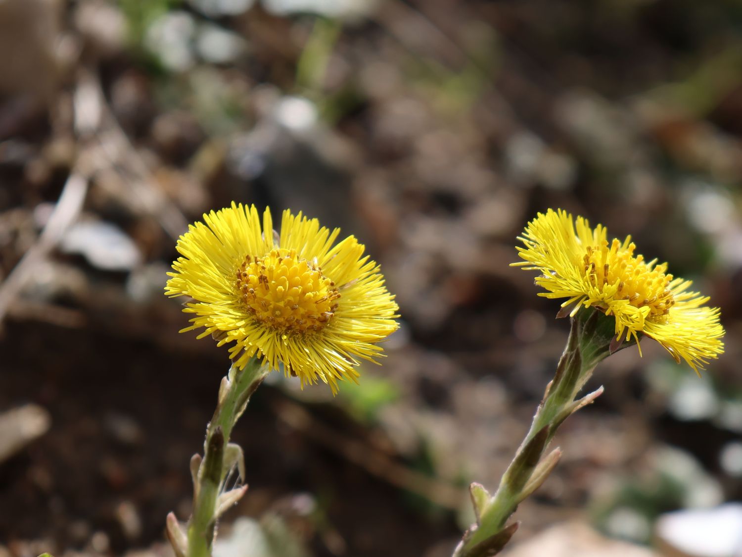 Huflattich (Tussilago)