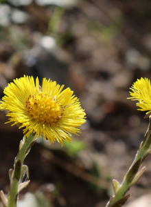 Huflattich (Tussilago)