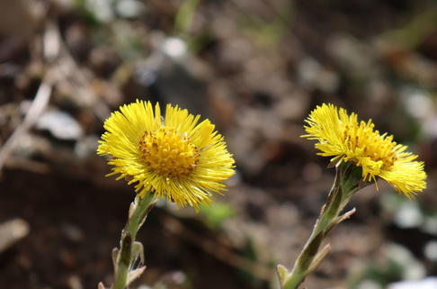 Huflattich - Tussilago farfara