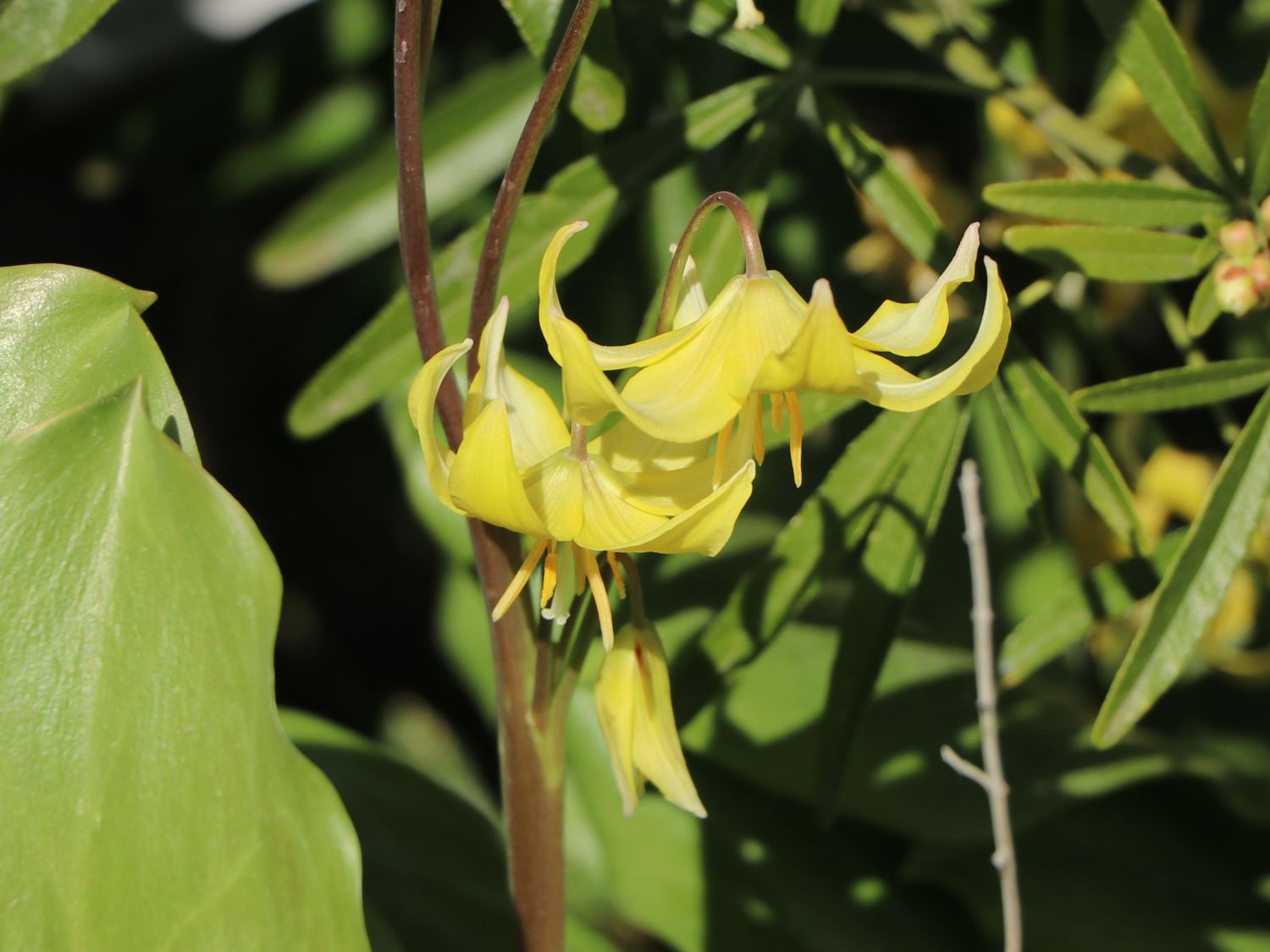 Hundszahn 'Pagode' - Erythronium tuolumnense 'Pagode'