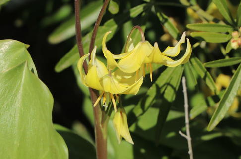 Hundszahn 'Pagode' - Erythronium tuolumnense 'Pagode'
