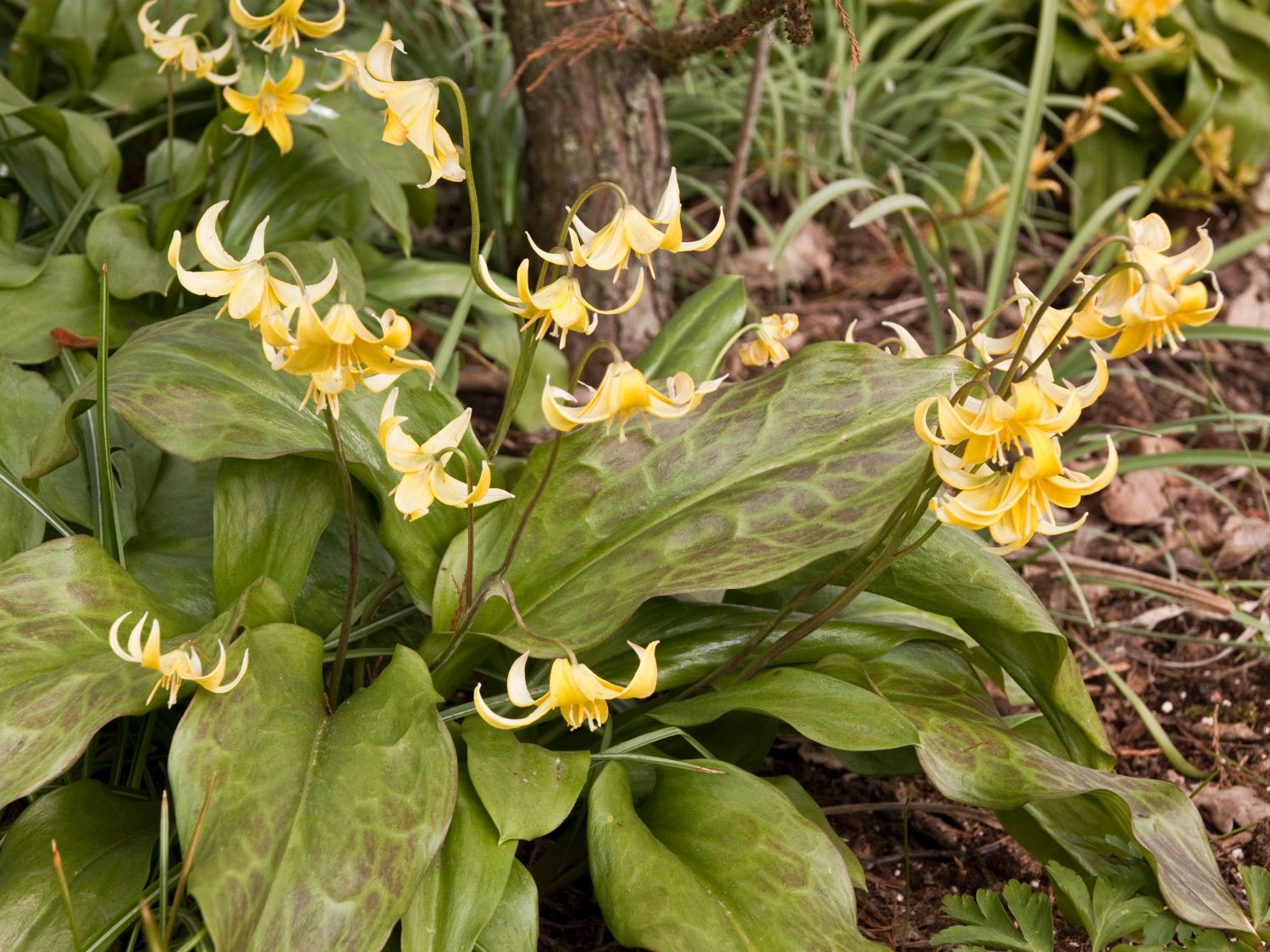 Zahnlilien (Erythronium)