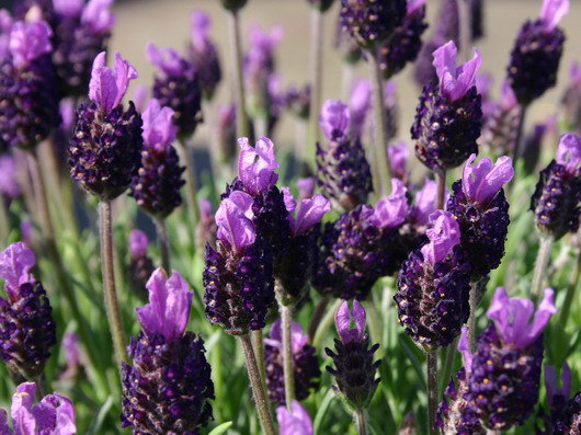 Schopf Lavendel 'Silver Summer'
