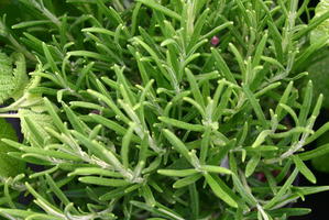 Rosmarin 'Blue Winter'