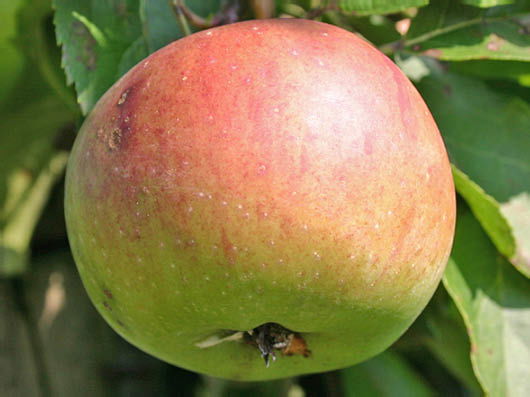Winterapfel 'Morgenduft'
