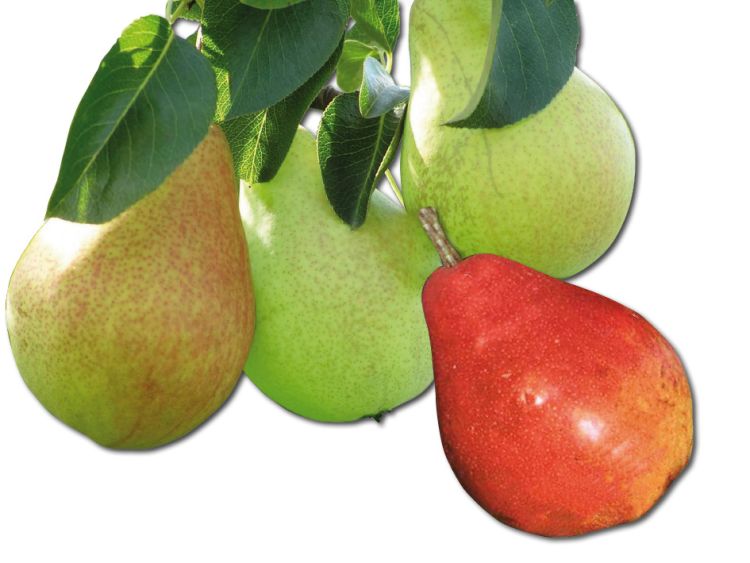 Familienbaum Birne '3 verschiedene Sorten'