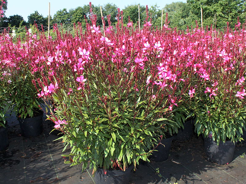 Prachtkerze 'Gambit Rose' ® - Oenothera lindheimeri 'Gambit Rose' ®