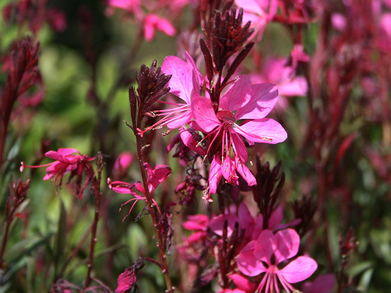 Prachtkerze 'Gambit Rose' ® Expertenwissen zu dieser Staude
