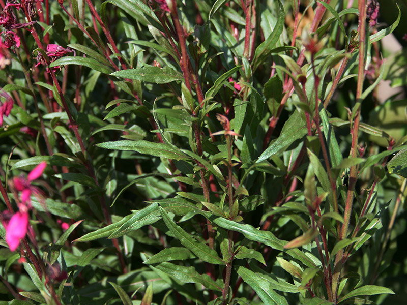 Prachtkerze 'Gambit Rose' ® Expertenwissen zu dieser Staude