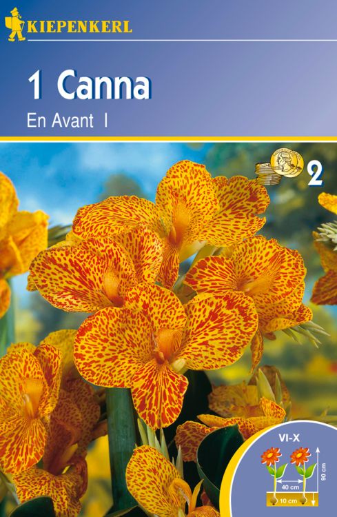 Canna 'En Avant' Kiepenkerl ® Baumschule Horstmann