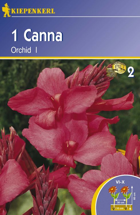 Canna 'Orchid' Kiepenkerl ® Baumschule Horstmann