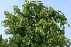 Hopfen - Humulus lupulus