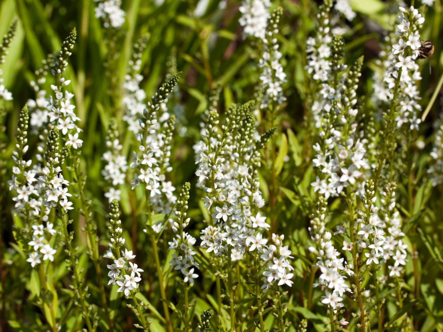 Iberischer Felberich