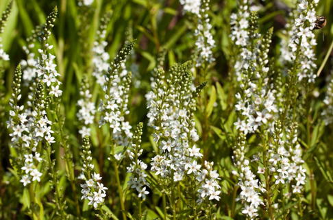 Iberischer Felberich - Lysimachia ephemerum