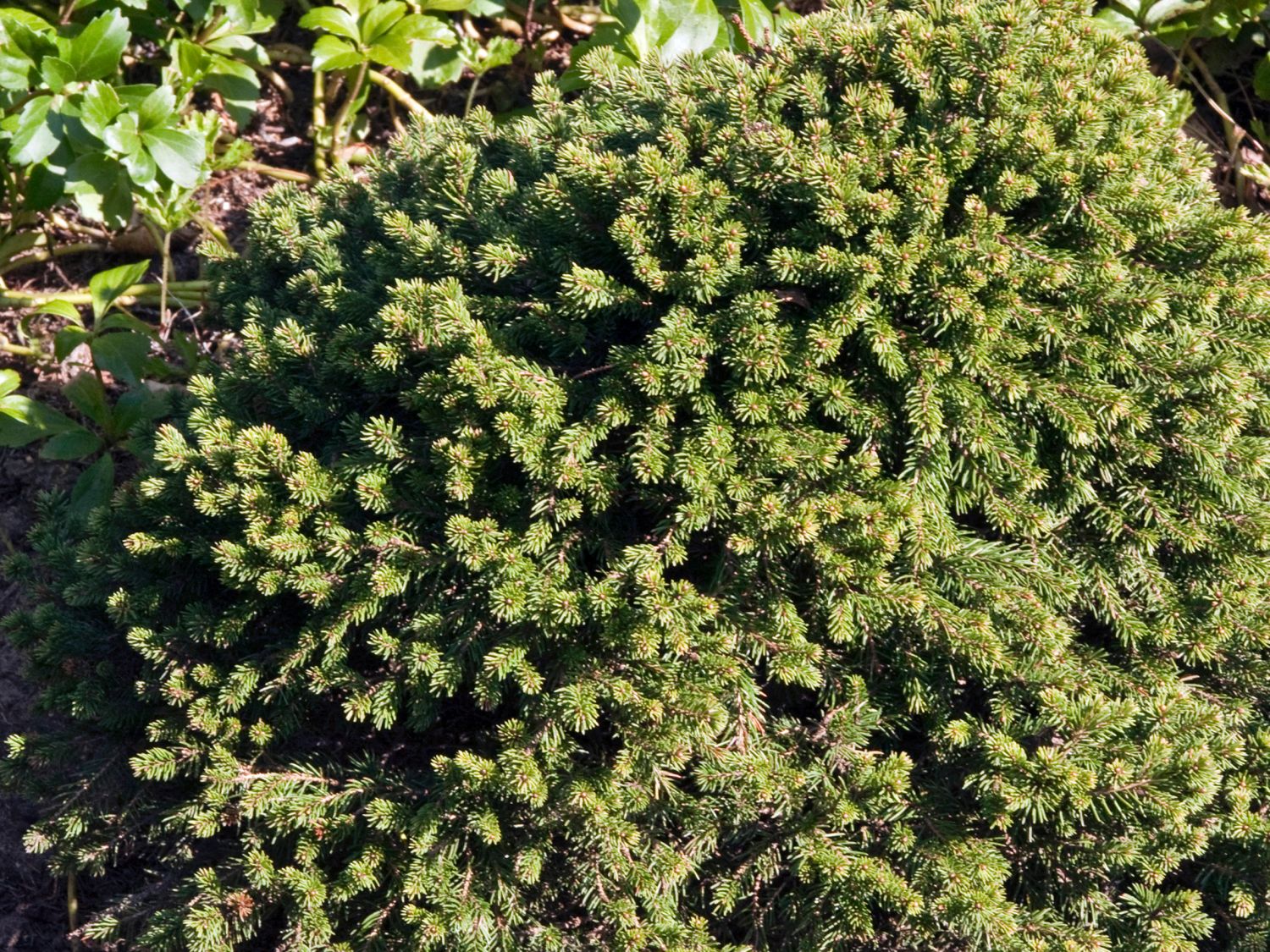 Igel-Fichte - Picea abies 'Echiniformis'