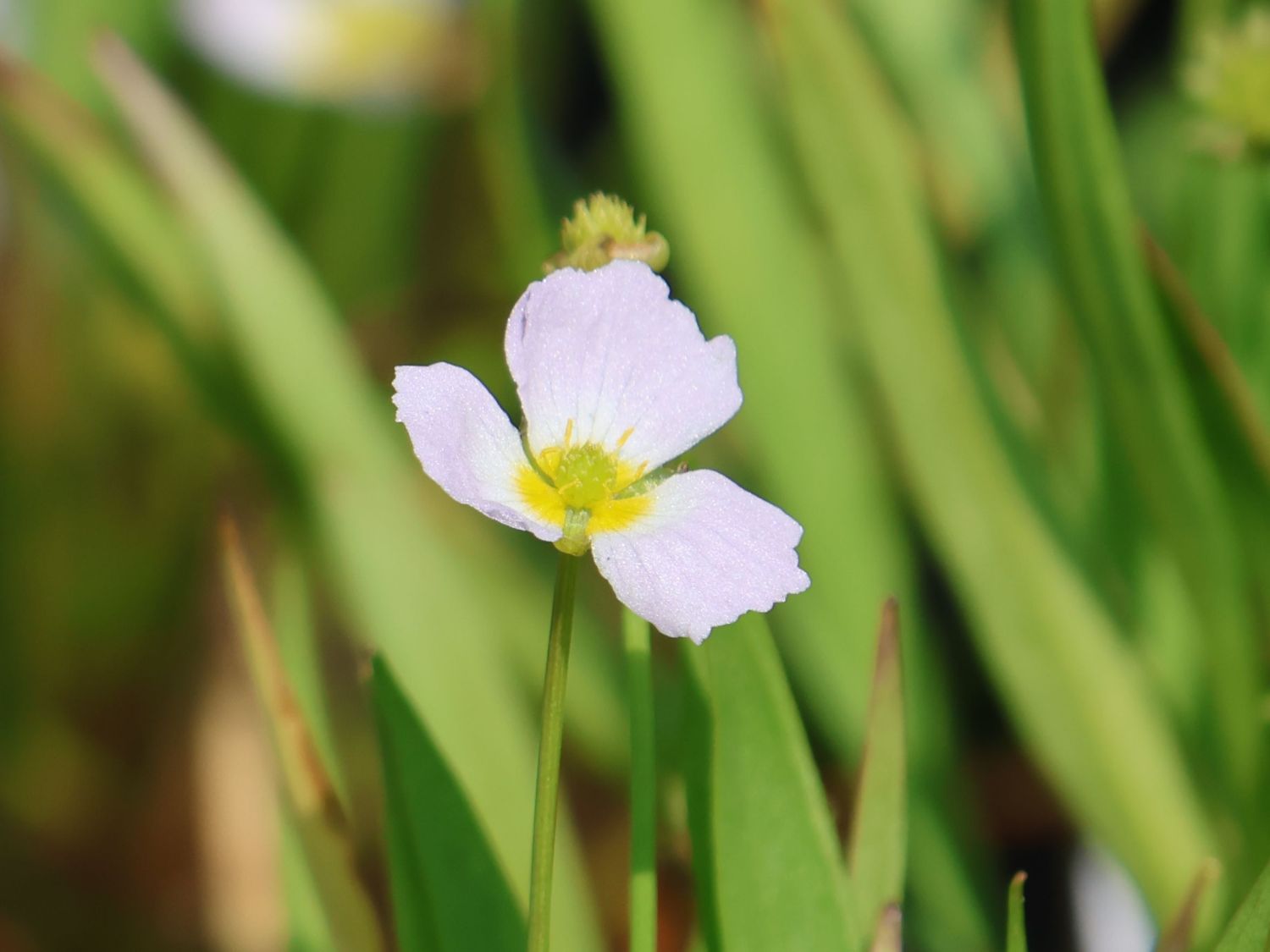 Igelschlauch (Baldellia)