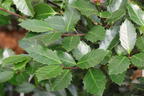Ilex / Stechpalme 'Heckenblau' - Ilex x meserveae 'Heckenblau'
