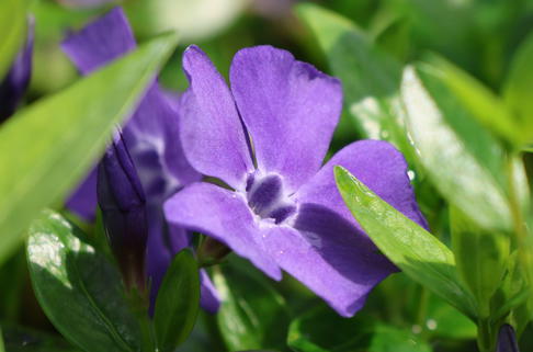 Immergrün 'Grüner Teppich' - Vinca minor 'Grüner Teppich'