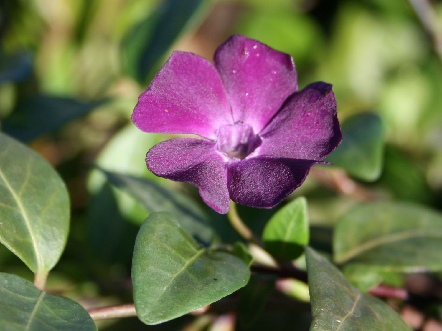 Immergrün 'Rubra' / 'Atropurpurea' - Vinca minor 'Rubra' / 'Atropurpurea'