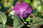 Immergrün 'Rubra' / 'Atropurpurea' - Vinca minor 'Rubra' / 'Atropurpurea'