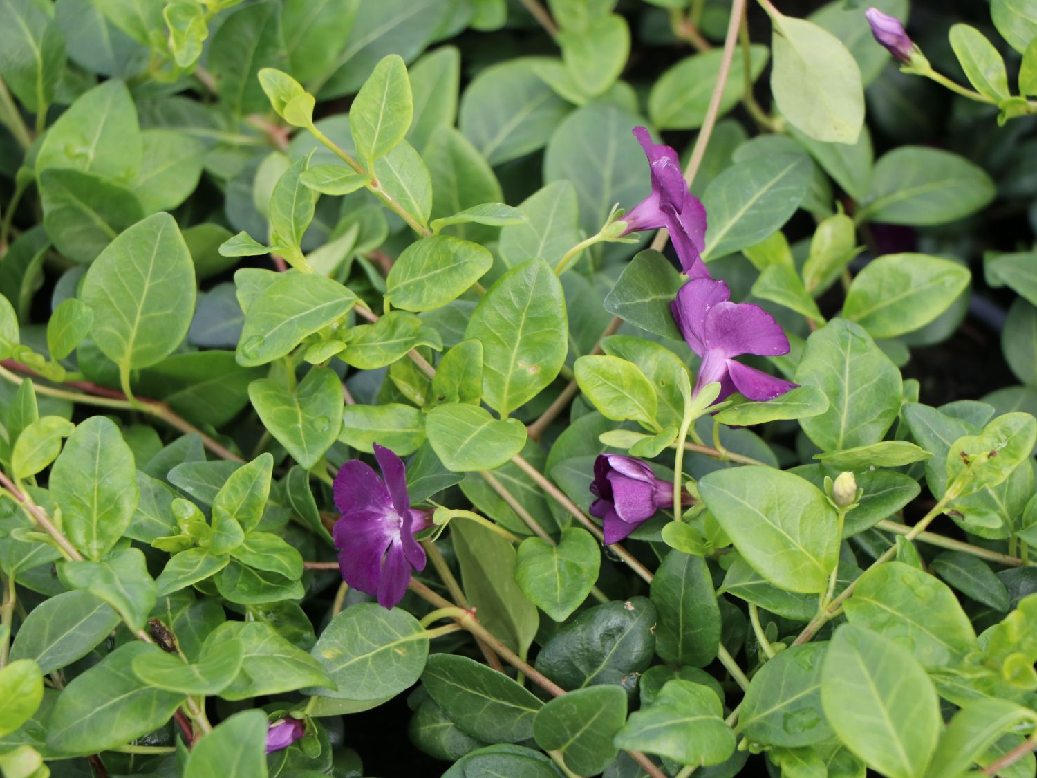 Immergrün 'Rubra' / 'Atropurpurea' - Vinca minor 'Rubra' / 'Atropurpurea'