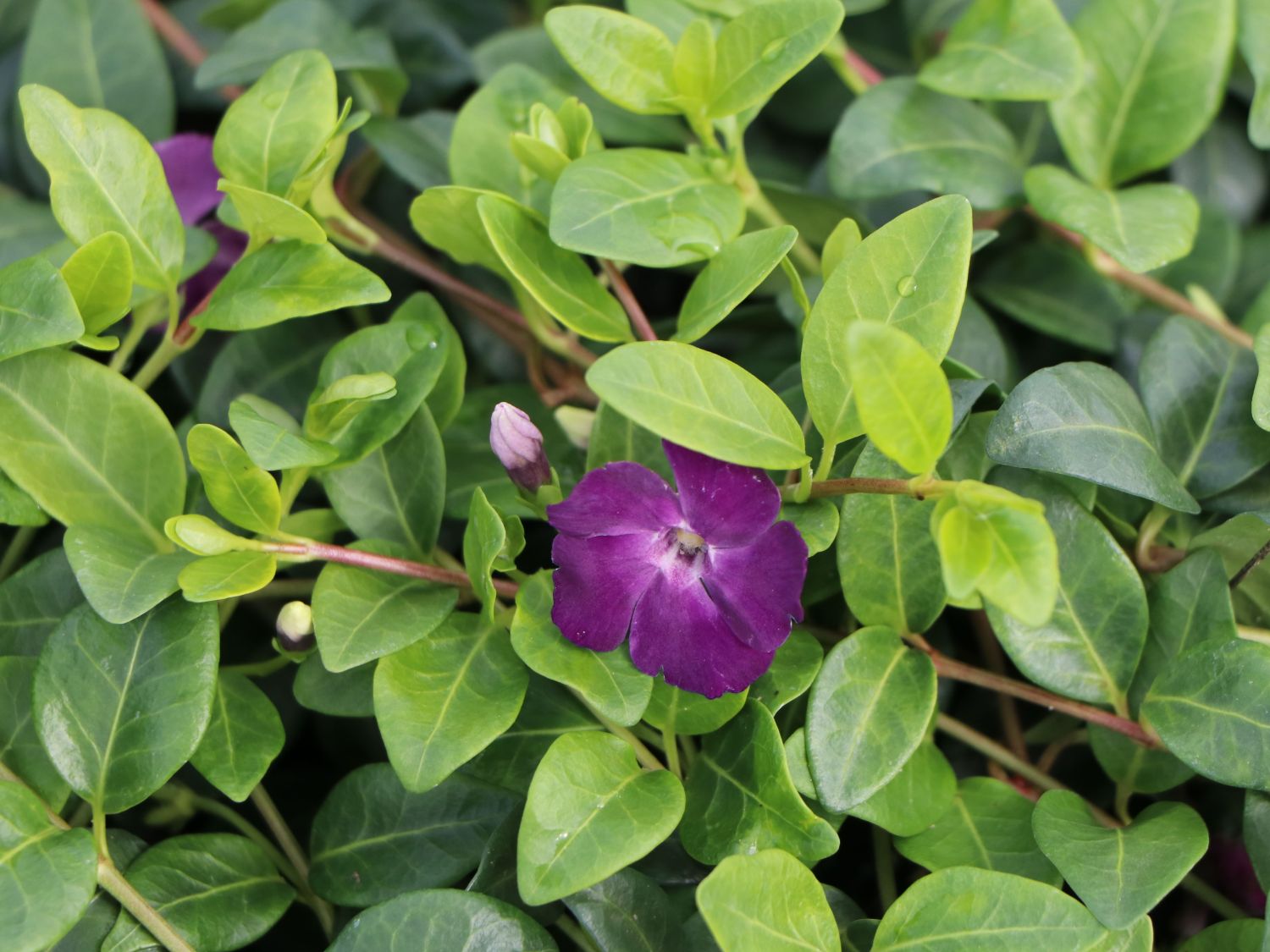 Immergrün 'Rubra' / 'Atropurpurea' - Vinca minor 'Rubra' / 'Atropurpurea'