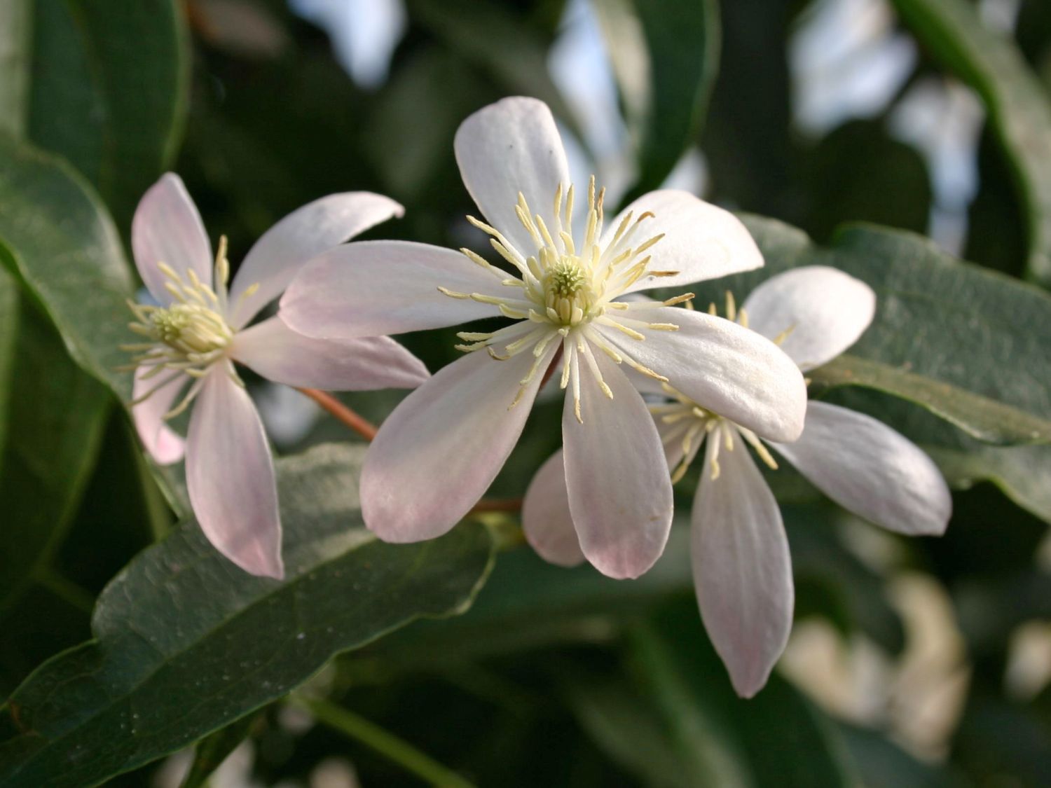 Immergrüne Clematis 'Appleblossom' - Clematis armandii 'Appleblossom'