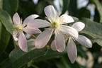 Immergrüne Clematis 'Appleblossom' - Clematis armandii 'Appleblossom'