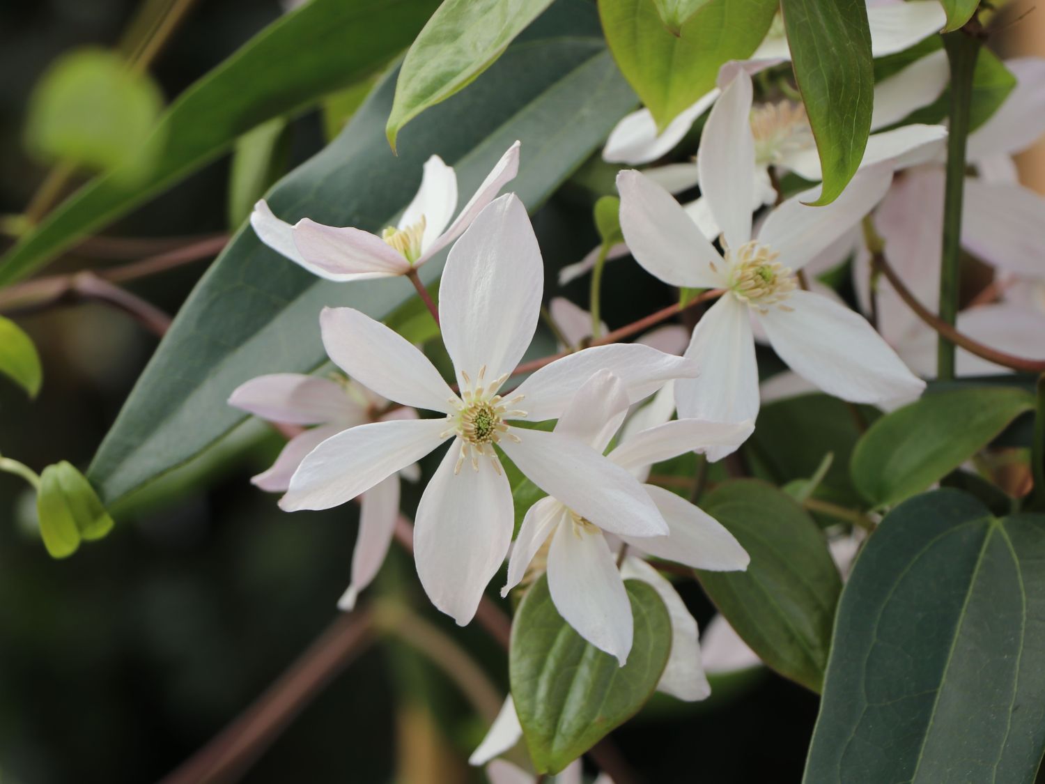 Immergrüne Clematis 'Appleblossom' - Clematis armandii 'Appleblossom'