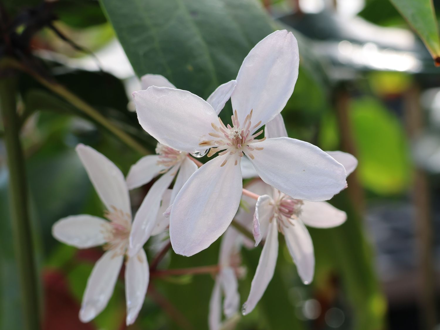 Immergrüne Clematis 'Appleblossom' Clematis armandii 'Appleblossom