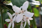Immergrüne Clematis 'Appleblossom' - Clematis armandii 'Appleblossom'