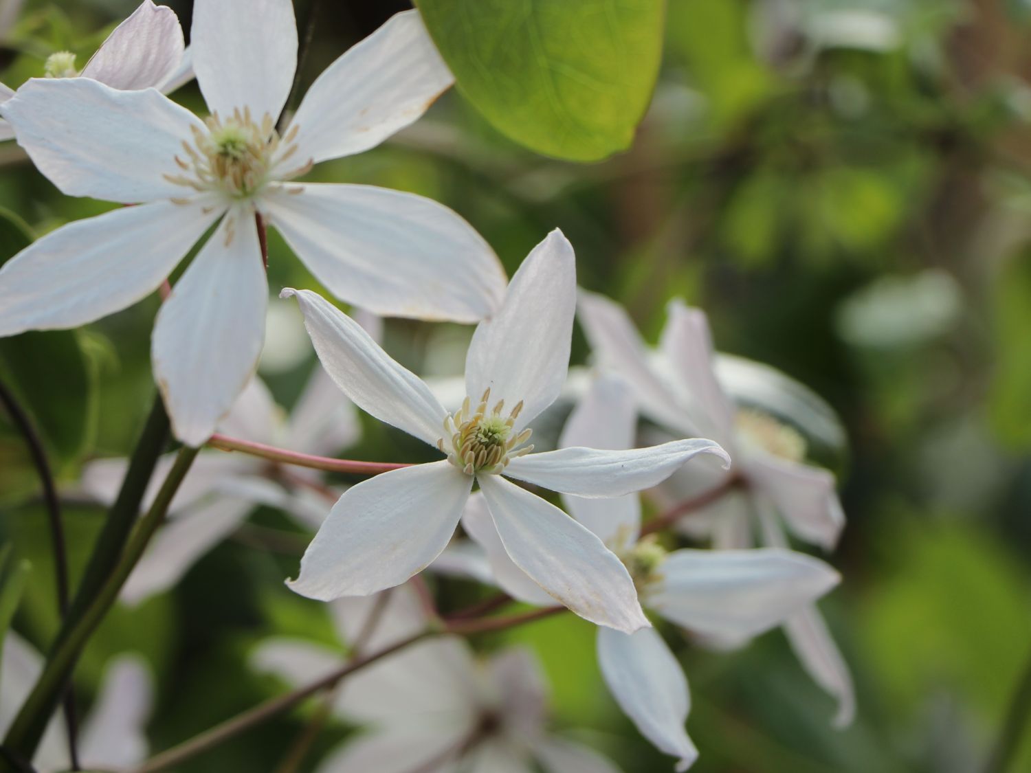 Immergrüne Clematis 'Appleblossom' - Clematis armandii 'Appleblossom'