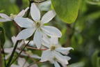Immergrüne Clematis 'Appleblossom' - Clematis armandii 'Appleblossom'
