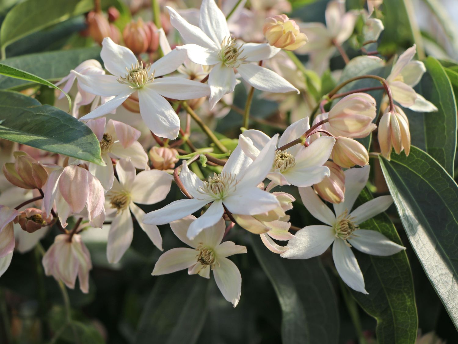 Immergrüne Clematis 'Appleblossom' - Clematis armandii 'Appleblossom'