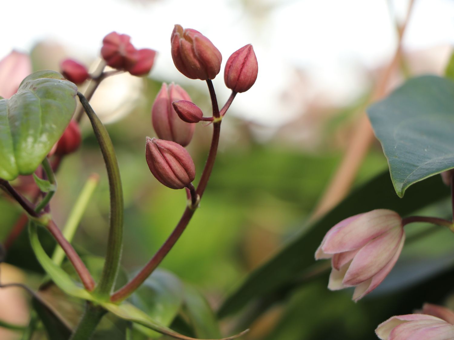 Immergrüne Clematis 'Appleblossom' - Clematis armandii 'Appleblossom'