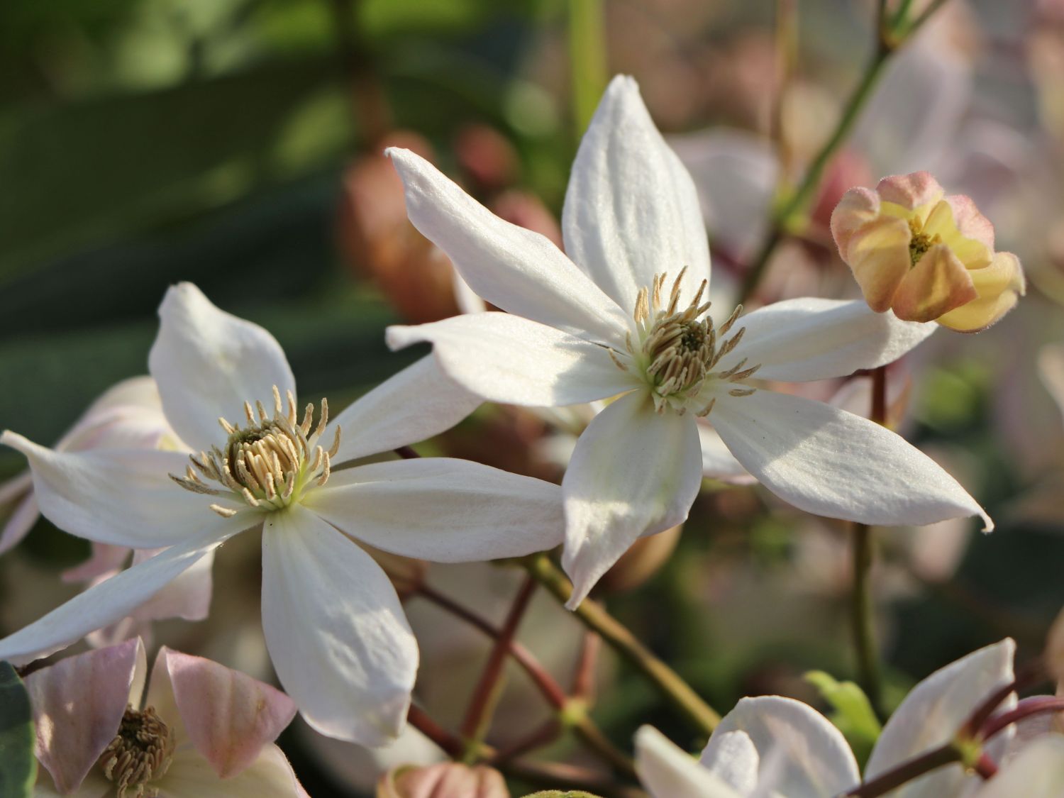 Immergrüne Clematis 'Appleblossom' Clematis armandii 'Appleblossom