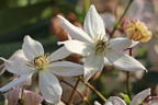 Immergrüne Clematis 'Appleblossom' - Clematis armandii 'Appleblossom'