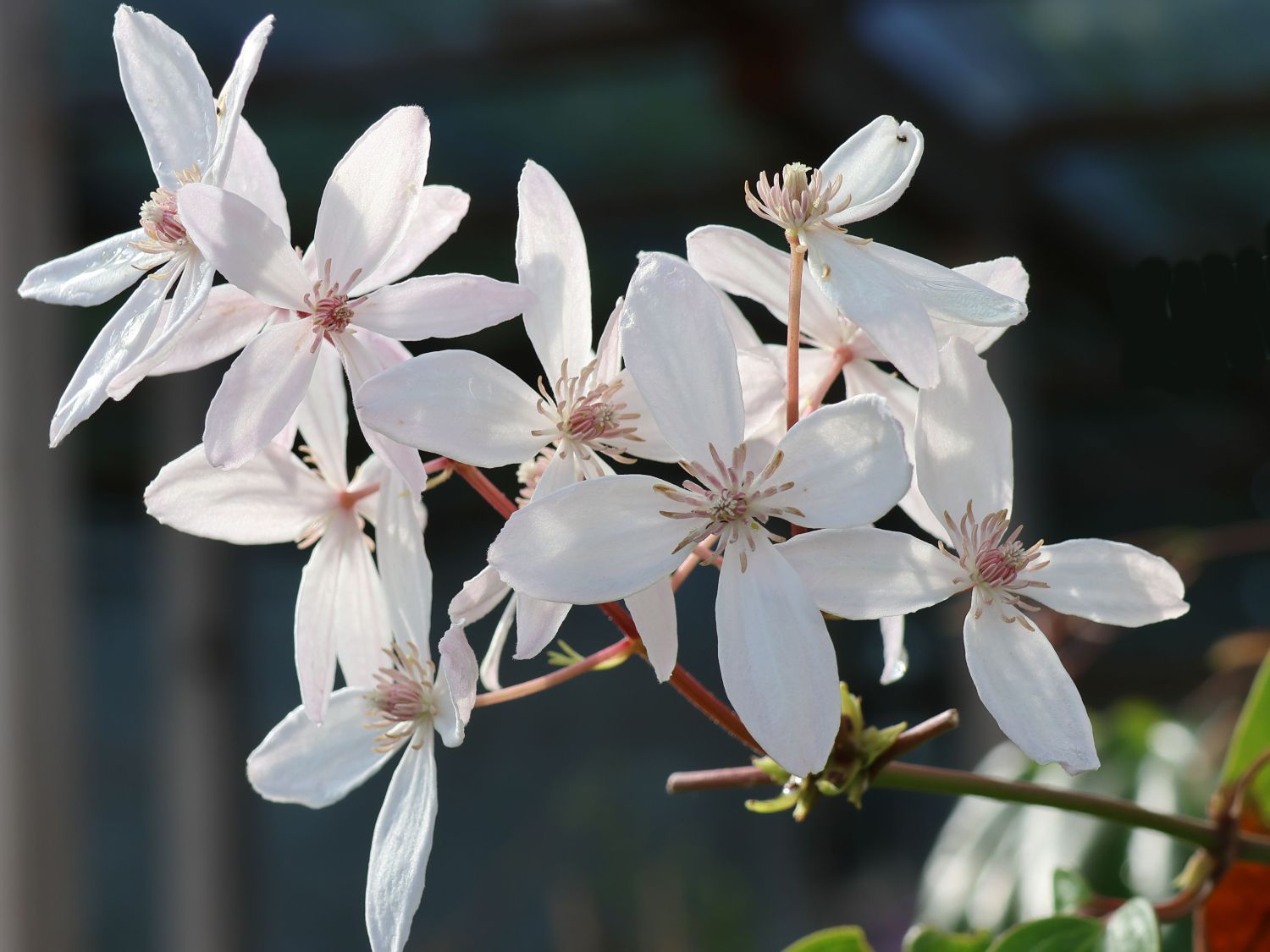 Immergrüne Clematis 'Appleblossom' - Clematis armandii 'Appleblossom'