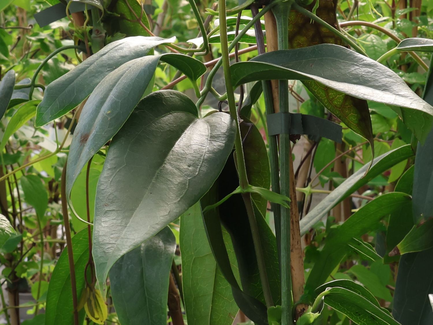 Immergrüne Clematis 'Enham Star'