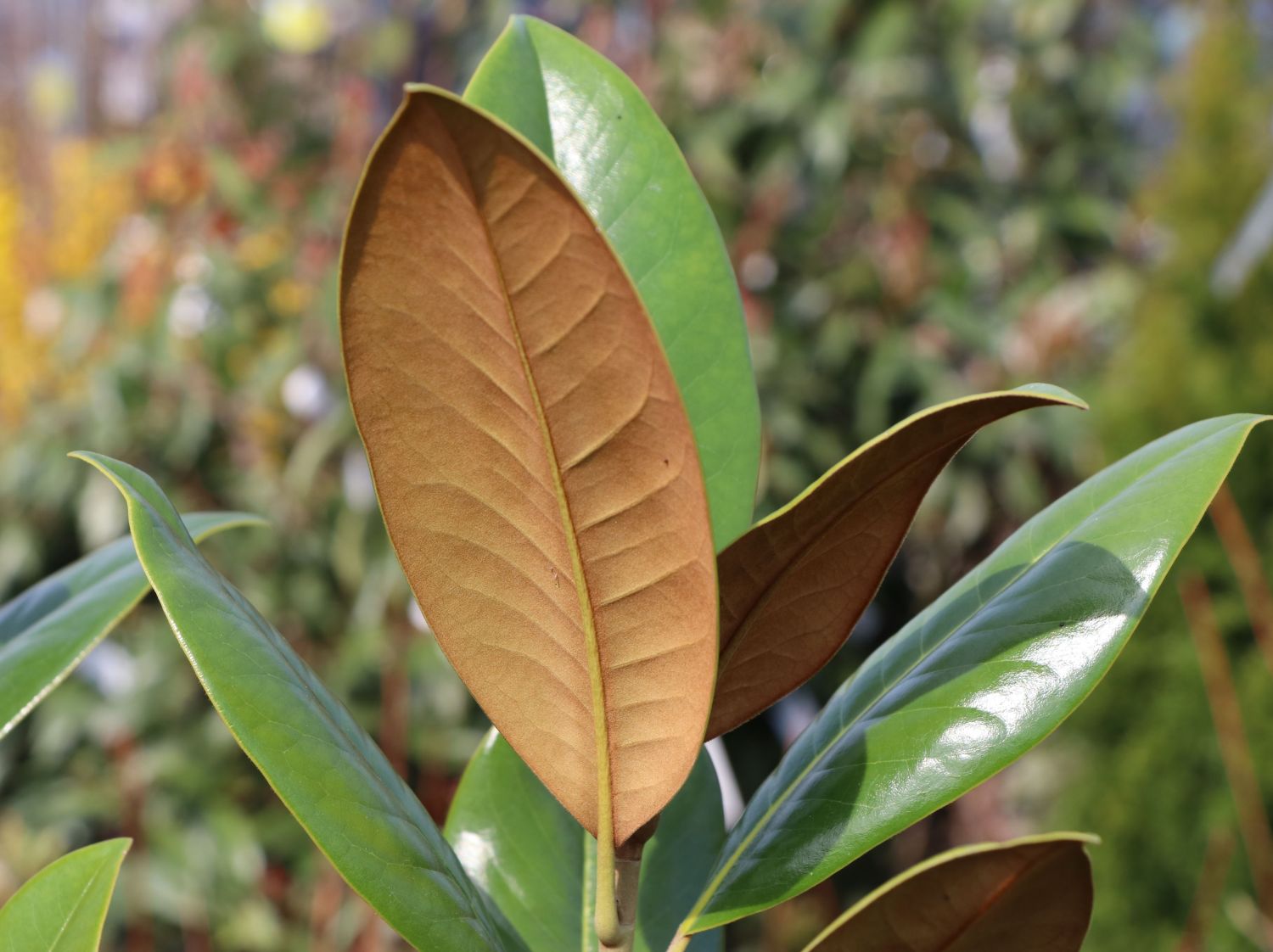 Immergrüne Magnolie 'Exmouth' - Magnolia grandiflora 'Exmouth'