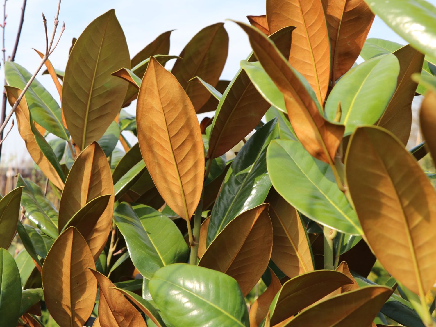 Immergrüne Magnolie 'Exmouth' - Magnolia grandiflora 'Exmouth'