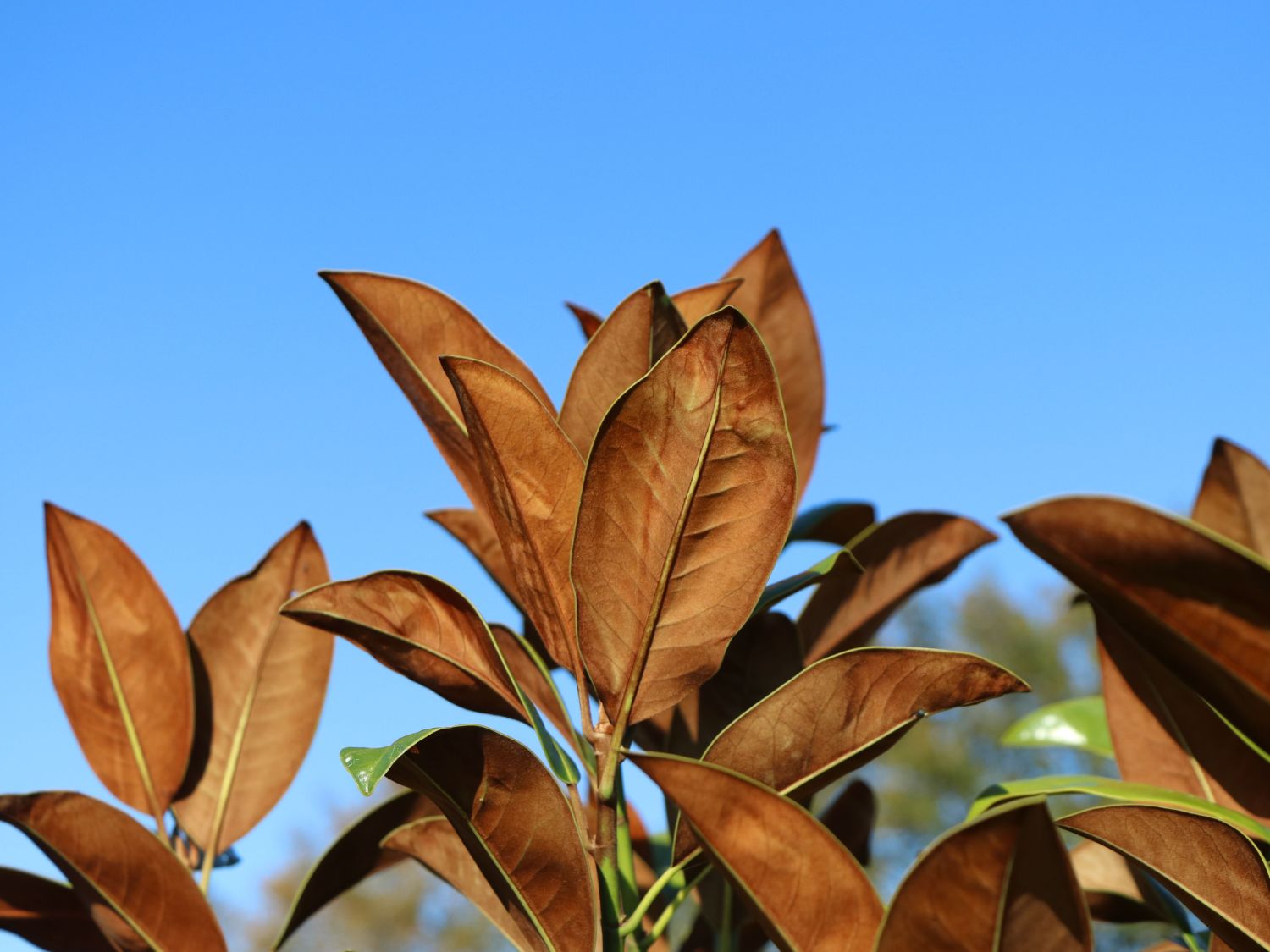 Immergrüne Magnolie 'Exmouth' - Magnolia grandiflora 'Exmouth'