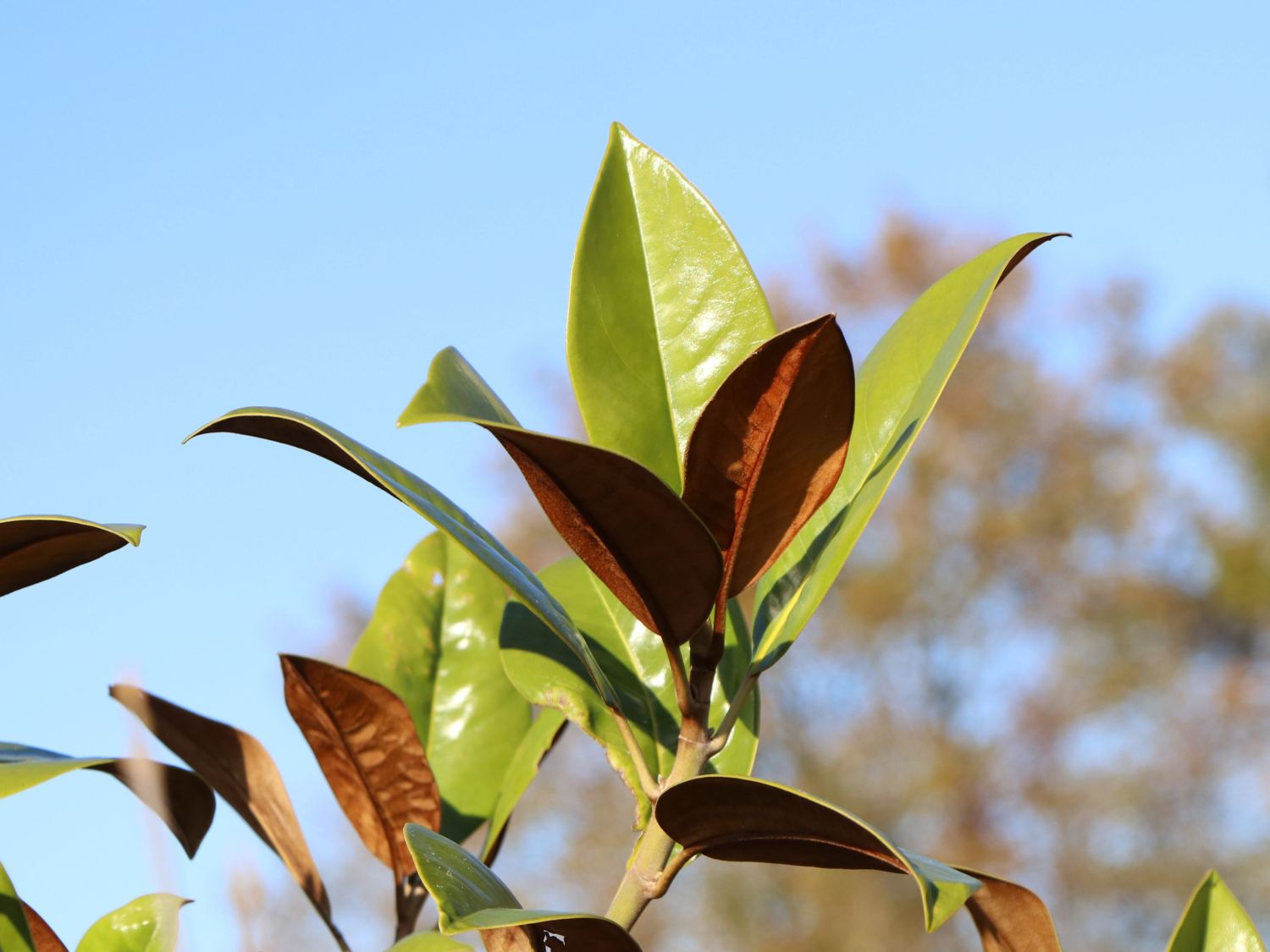 Immergrüne Magnolie 'Exmouth' - Magnolia grandiflora 'Exmouth'