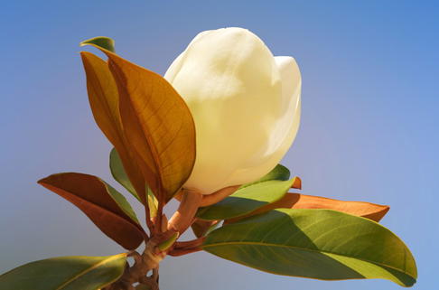 Immergrüne Magnolie 'Galissoniere' - Magnolia grandiflora 'Galissoniere'